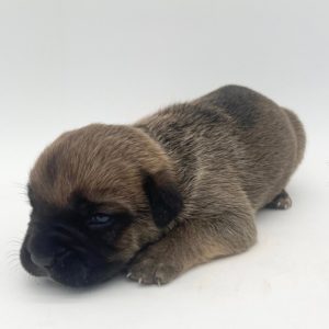 Cane Corso- Birthday: 04/18/25