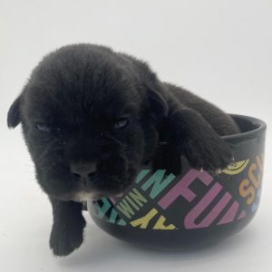 Cane Corso- Birthday: 04/18/25