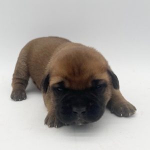 Cane Corso- Birthday: 04/18/25
