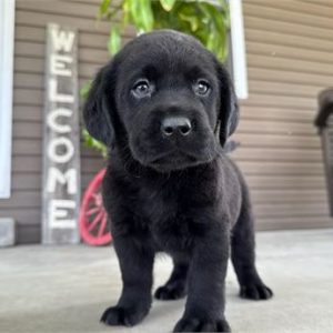 Labrador Retriever- Birthday: 03/18/2025