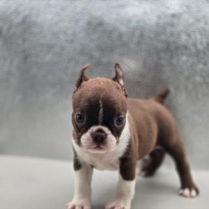 Boston Terrier- Birthday: 05/02/2025