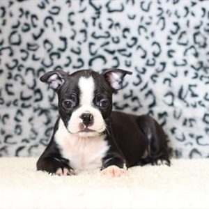Boston Terrier- Birthday: 03/28/2025