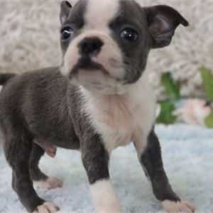 Boston Terrier- Birthday: 04/18/2025