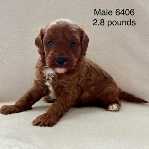 Cavapoo- Birthday: 05/09/2025