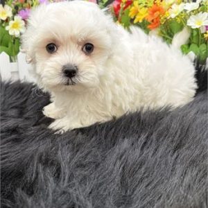 Maltipoo - Birthday: 04/16/2025