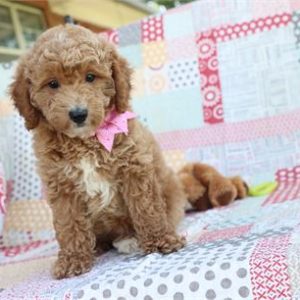 Mini Goldendoodle- Birthday: 04/21/2025