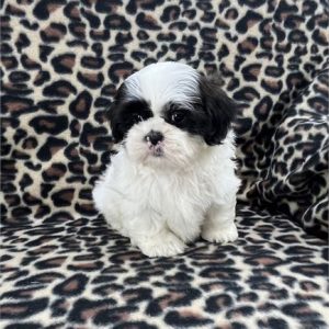 Shih Tzu- Birthday: 04/13/2025