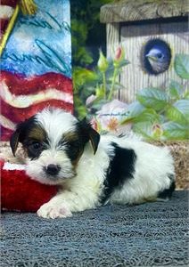 Yorkshire Terrier- Birthday: 05/19/2025