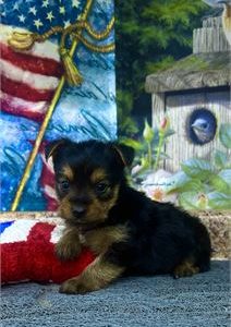 Yorkshire Terrier- Birthday: 05/19/2025