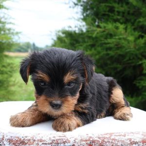 Yorkshire Terrier- Birthday: 05/14/2025