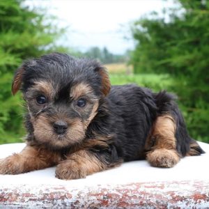 Yorkshire Terrier- Birthday: 05/14/2025