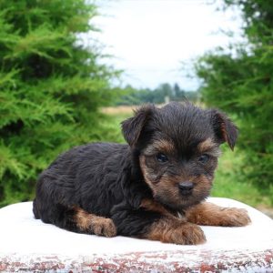 Yorkshire Terrier- Birthday: 05/14/2025