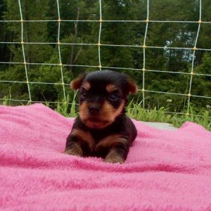 Yorkshire Terrier- Birthday: 06/02/2025