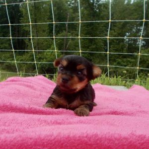 Yorkshire Terrier- Birthday: 06/02/2025