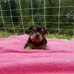 Yorkshire Terrier- Birthday: 06/02/2025