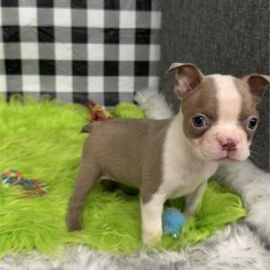 Boston Terrier- Birthday: 07/05/2025
