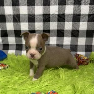 Boston Terrier- Birthday: 07/05/2025
