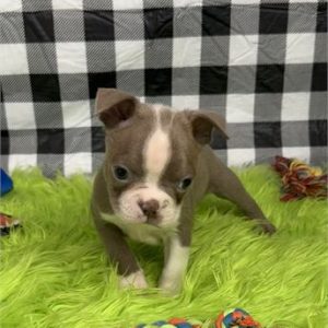Boston Terrier- Birthday: 07/05/2025