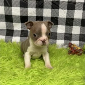 Boston Terrier- Birthday: 07/05/2025