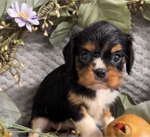 Cavapoo- Birthday: 06/07/2025