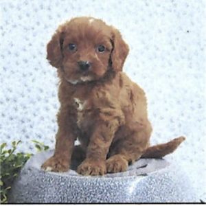 Cavapoo- Birthday: 05/30/2025