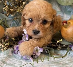 Cavapoo- Birthday: 06/07/2025
