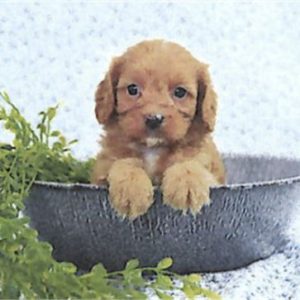 Cavapoo- Birthday: 05/30/2025