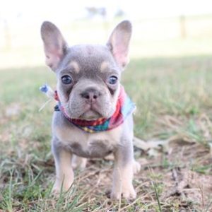 French Bulldog- Birthday: 07/08/2025