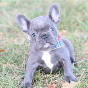 French Bulldog- Birthday: 07/08/2025