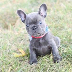 French Bulldog- Birthday: 07/08/2025