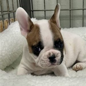 French Bulldog- Birthday: 07/01/2025