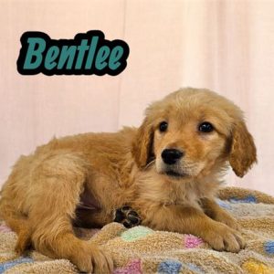 Golden Retriever- Birthday: 06/06/2025