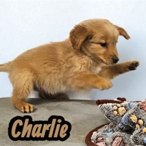 Golden Retriever- Birthday: 06/06/2025