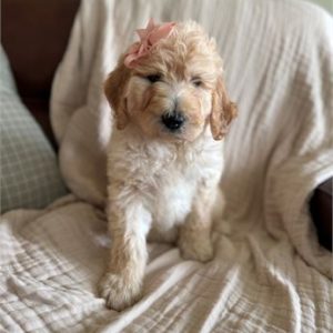 Goldendoodle- Birthday: 05/29/2025