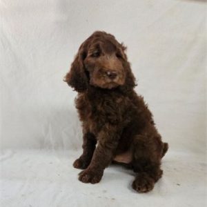 Goldendoodle- Birthday: 06/08/2025