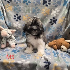 Havanese- Birthday: 06/26/2025