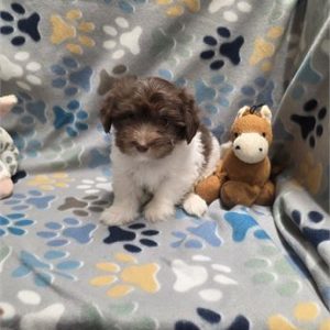 Havanese- Birthday: 06/26/2025
