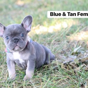 French Bulldog- Birthday: 07/08/2025