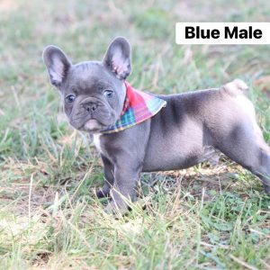 French Bulldog- Birthday: 07/08/2025