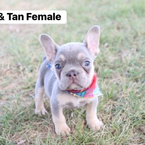 French Bulldog- Birthday: 07/08/2025