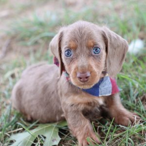 Dachshund- Birthday: 07/05/2025
