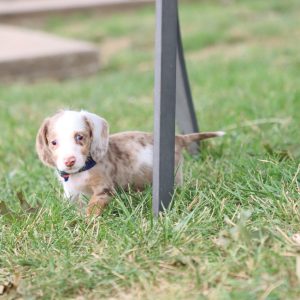 Dachshund- Birthday: 07/05/2025