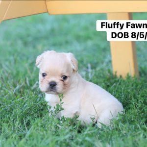 French Bulldog- Birthday: 08/05/2025
