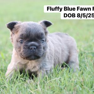 French Bulldog- Birthday: 08/05/2025