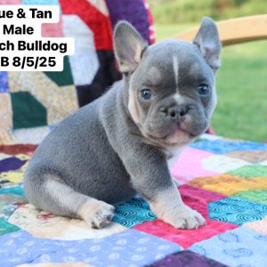 French Bulldog- Birthday: 08/05/2025