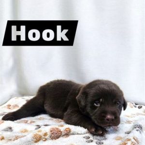 Labrador Retriever- Birthday: 08/21/2025
