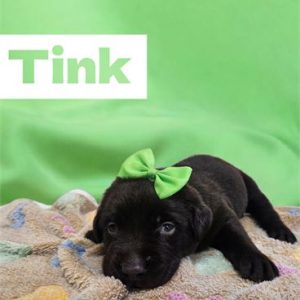 Labrador Retriever- Birthday: 08/21/2025