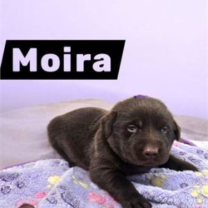 Labrador Retriever- Birthday: 08/21/2025