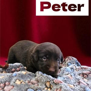 Labrador Retriever- Birthday: 08/21/2025
