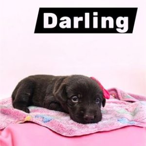 Labrador Retriever- Birthday: 08/21/2025